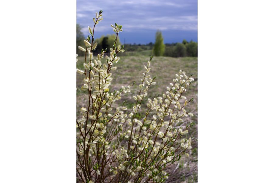 Distagon 2.8/28mm T* Carl Zeiss